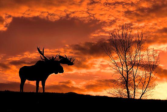 moosesunset.jpg