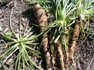 salsify2.jpg